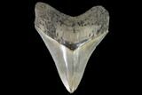 Serrated, Fossil Megalodon Tooth #90782-1